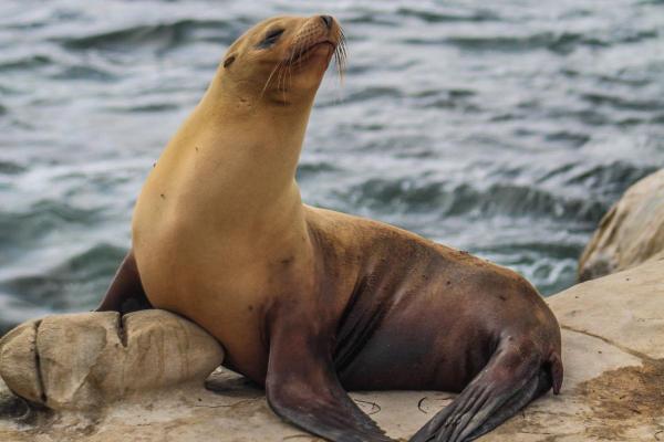 Focas têm patas ou nadadeiras? - Focas têm patas ou nadadeiras?