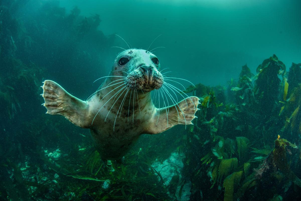 Focas têm patas ou nadadeiras?
