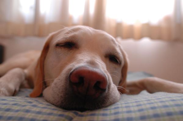 Meu cachorro não quer comer e está vomitando e triste - Meu cachorro não quer comer e está fraco: sintomas de doenças