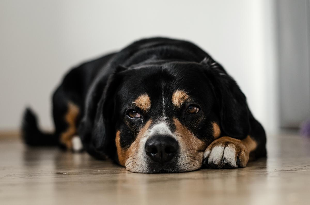 Meu cachorro não quer comer e está vomitando e triste