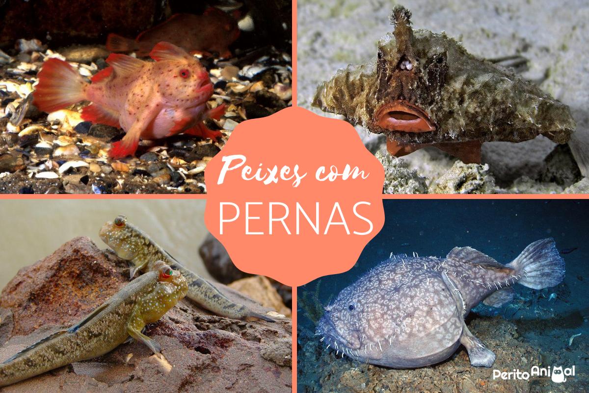 Peixe com pernas - Curiosidades e fotos