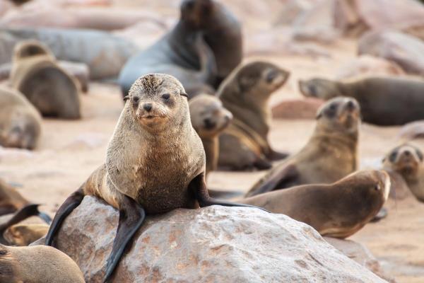 Focas têm patas ou nadadeiras? - Quantas nadadeiras as focas têm?
