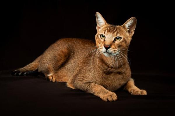 Gatos híbridos: o que são e raças - 4. Chausie