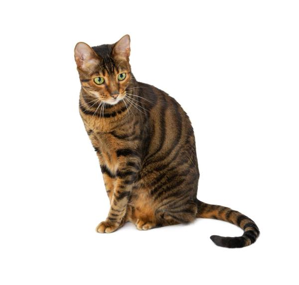 Gatos híbridos: o que são e raças - 6. Toyger