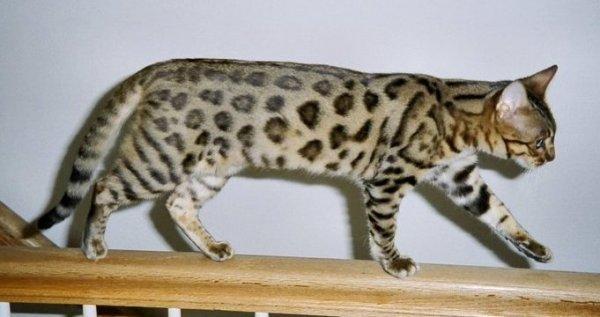 Gatos híbridos: o que são e raças - 7. Cheetoh