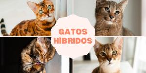 Gatos híbridos: o que são e raças