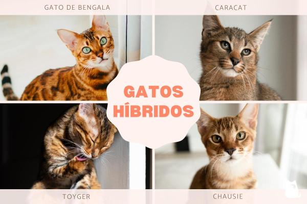 Gatos híbridos: o que são e raças