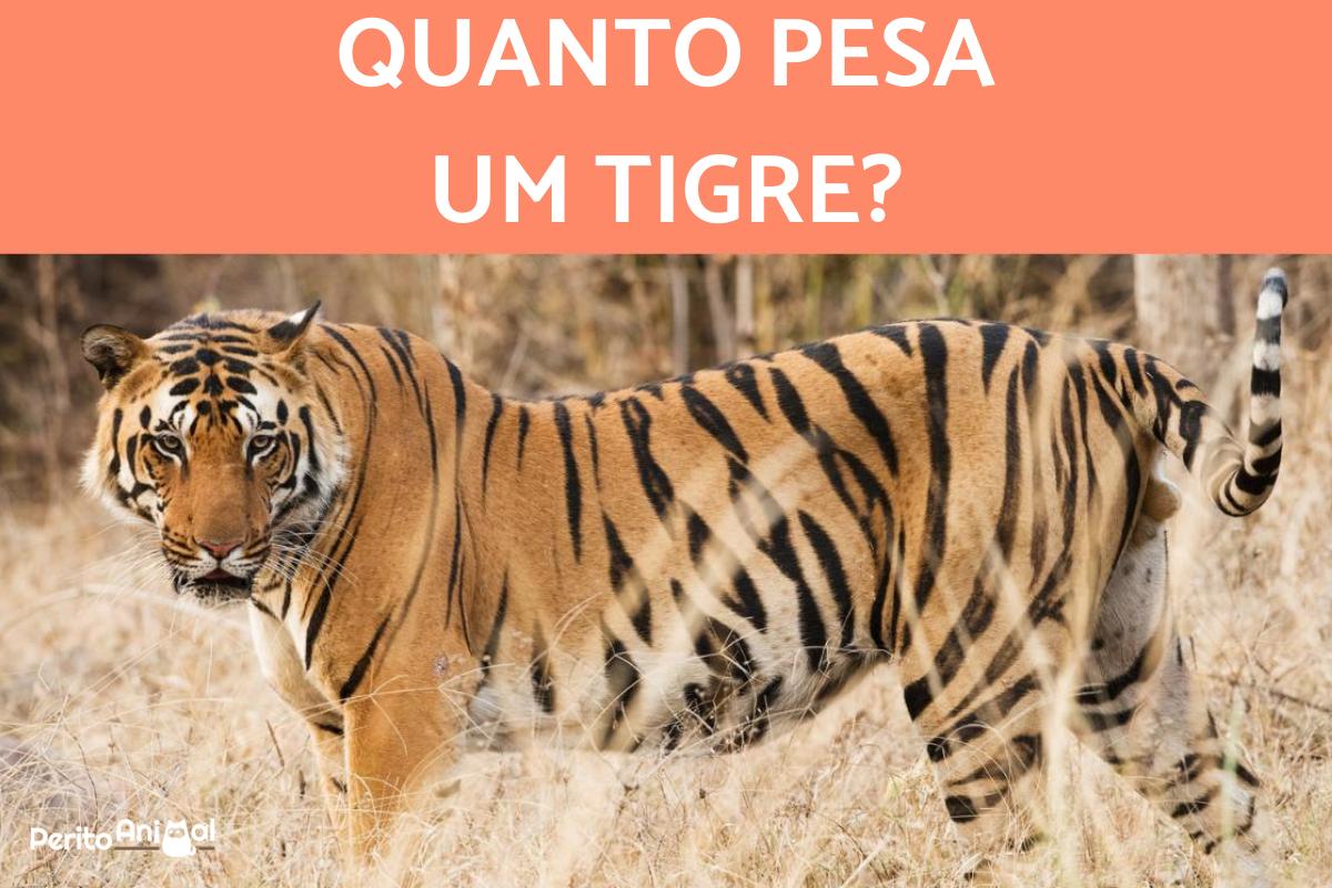 Quanto pesa um tigre?