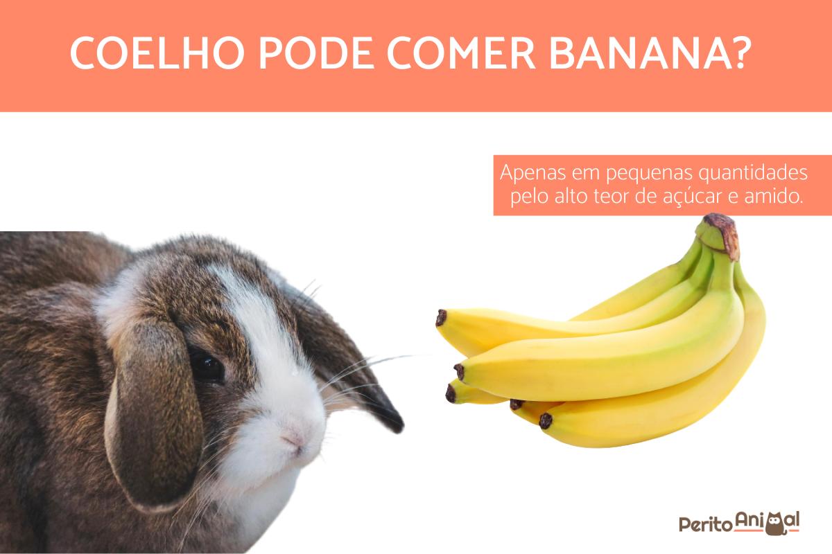 Coelho pode comer banana?