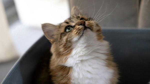 Falar com o cachorro faz bem para ele? - Como dizer "oi" para um cachorro e a forma correta de falar com eles