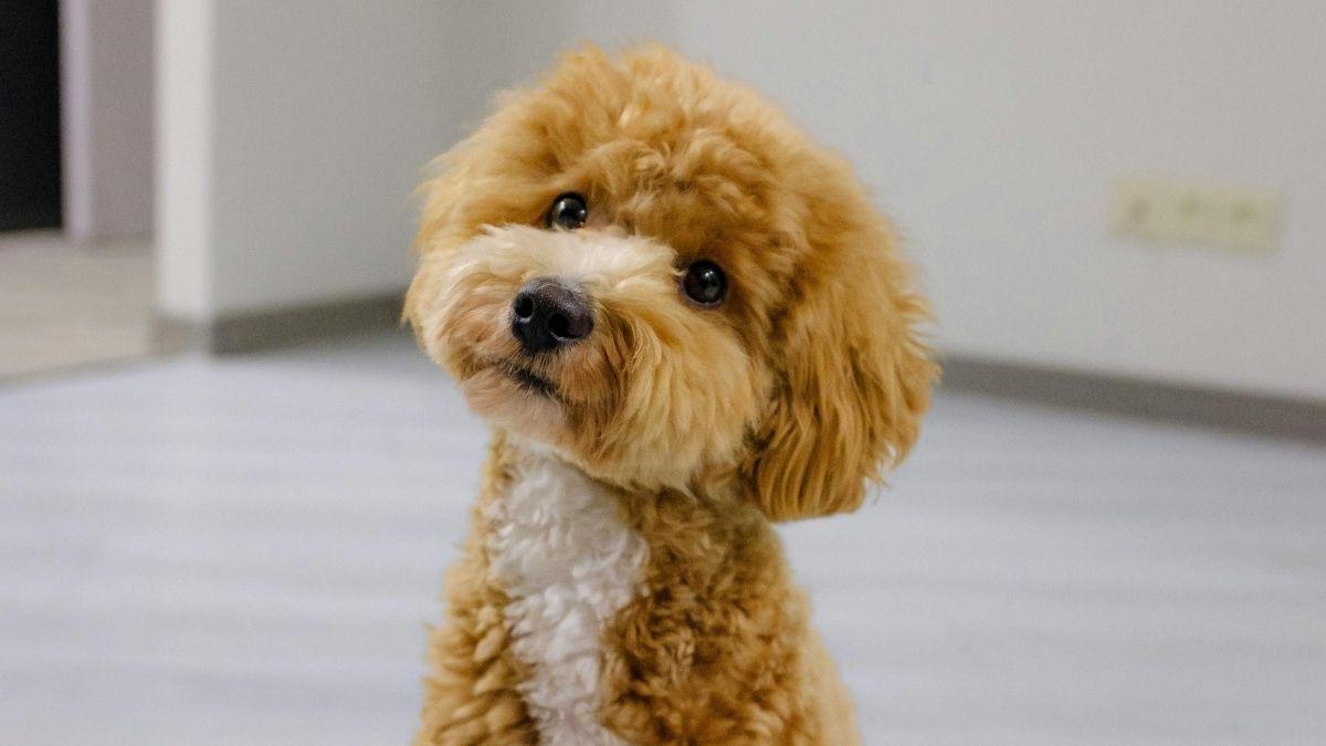 Falar com o cachorro faz bem para ele?