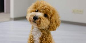 Falar com o cachorro faz bem para ele?