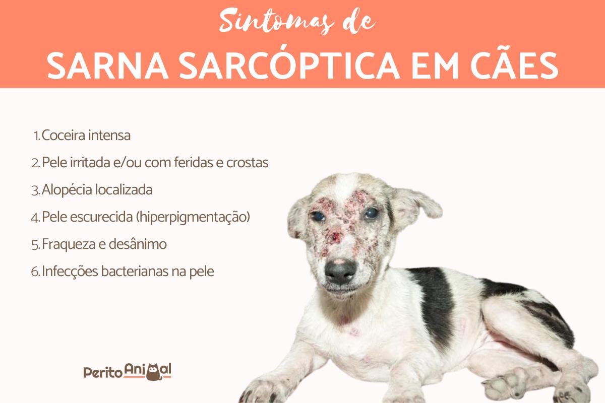 Sarna sarcóptica em cães - Sintomas e tratamento