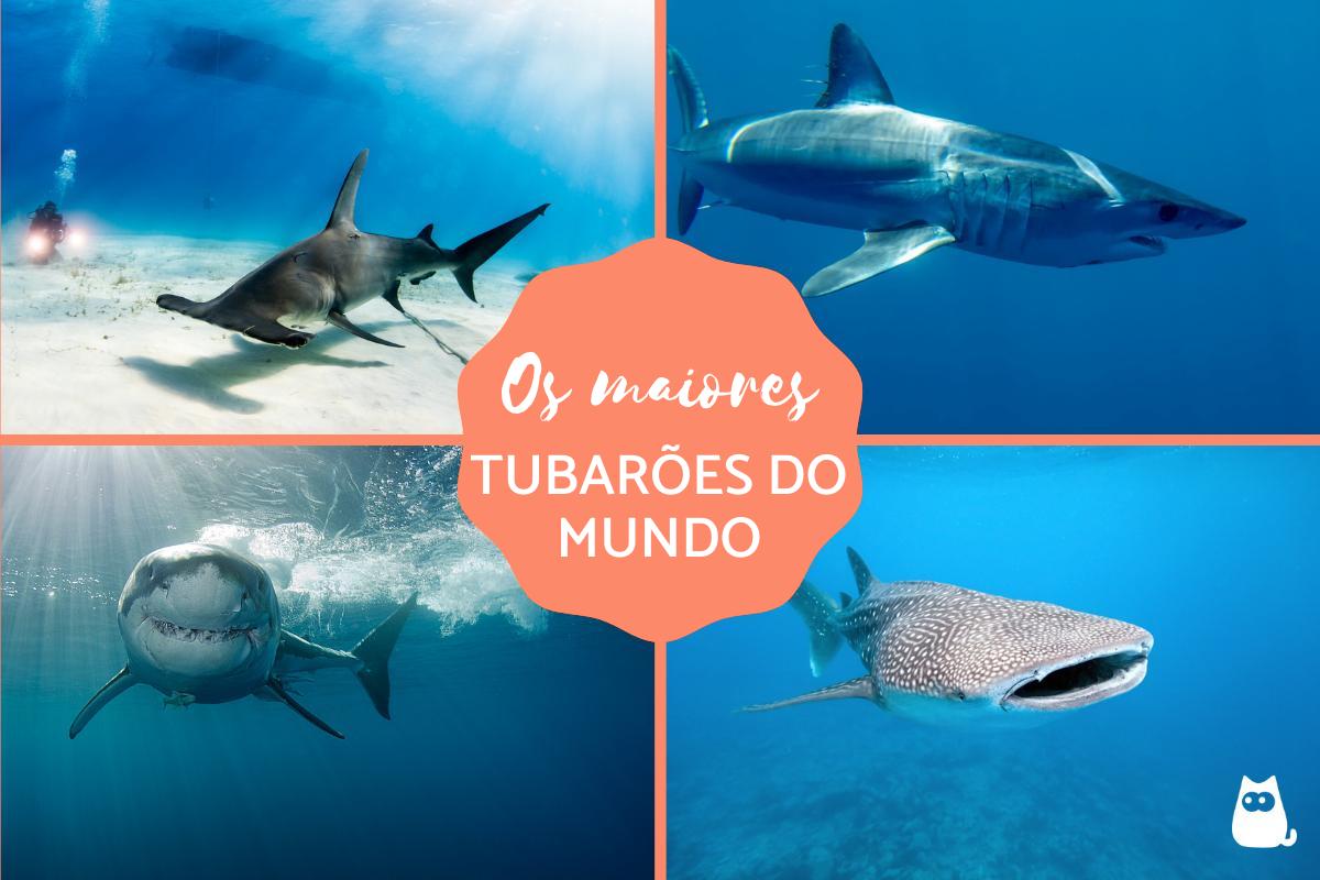 Os maiores tubarões do mundo