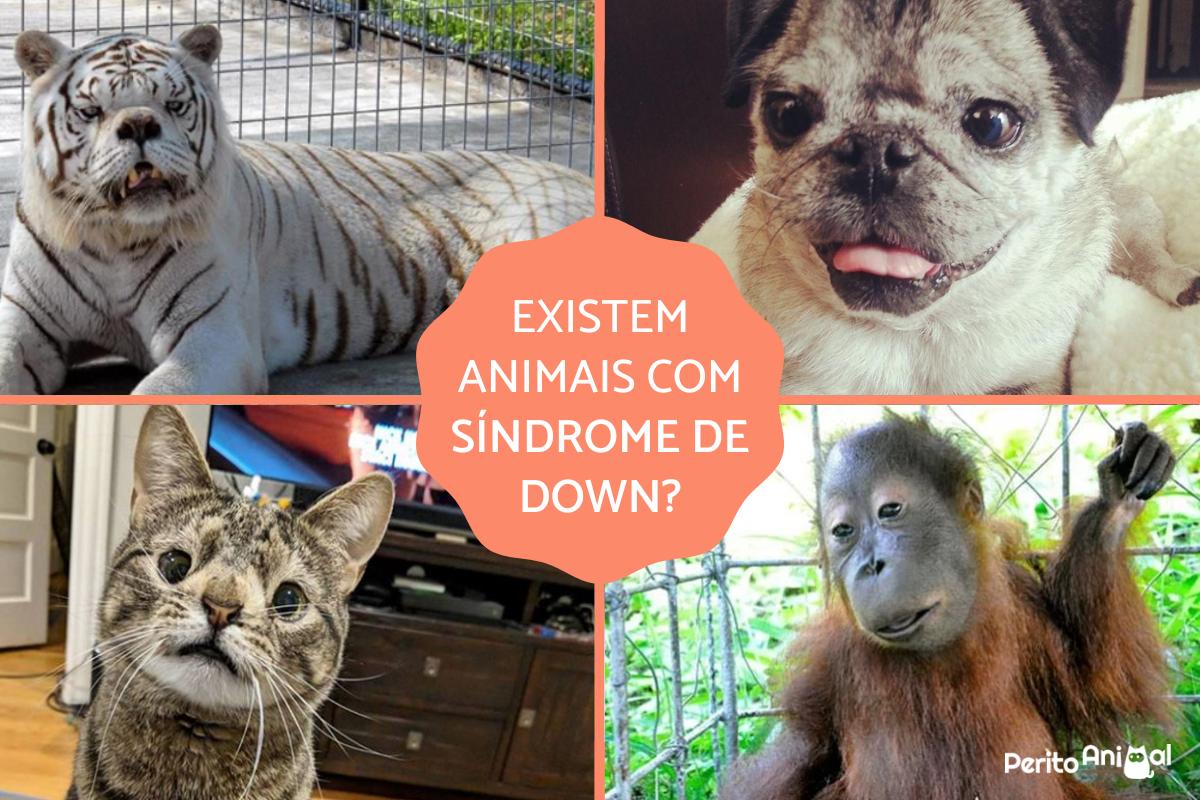 Animais podem ter Síndrome de Down?