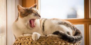 Por que os gatos gostam de lugares altos?