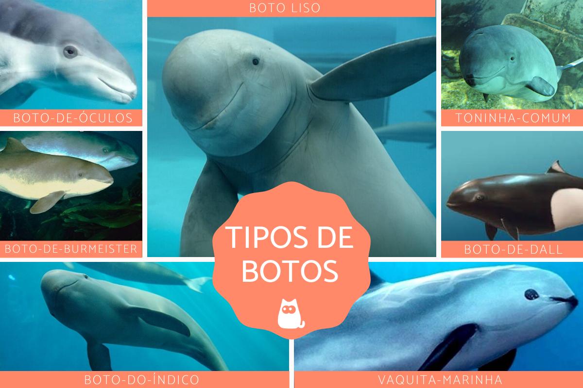 Botos - Características, tipos e habitats