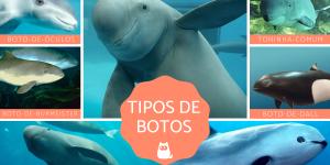 Botos - Características, tipos e habitats