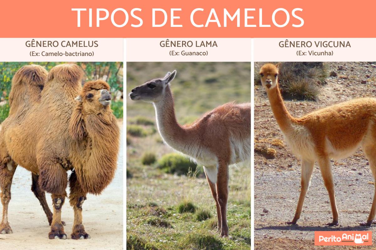 Tipos de camelos - Características e habitats