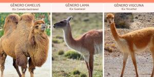 Tipos de camelos - Características e habitats