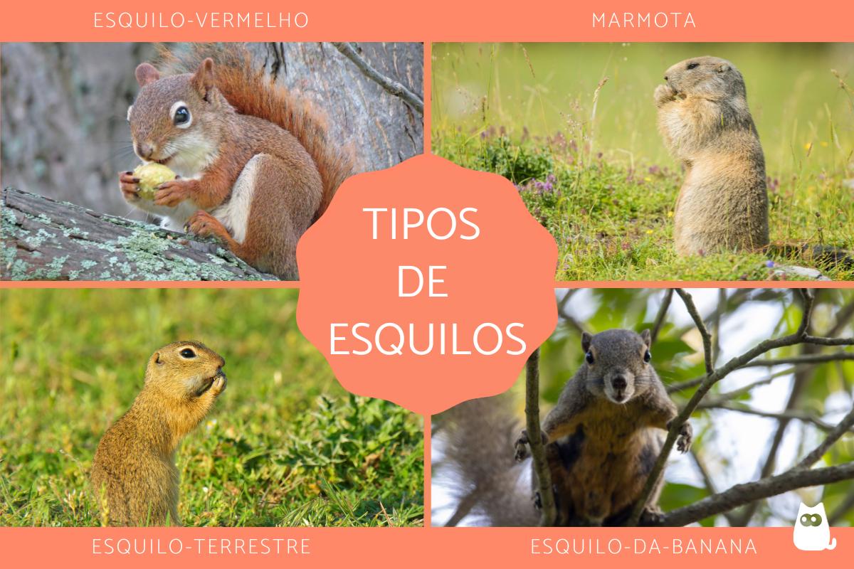 Tipos de esquilos
