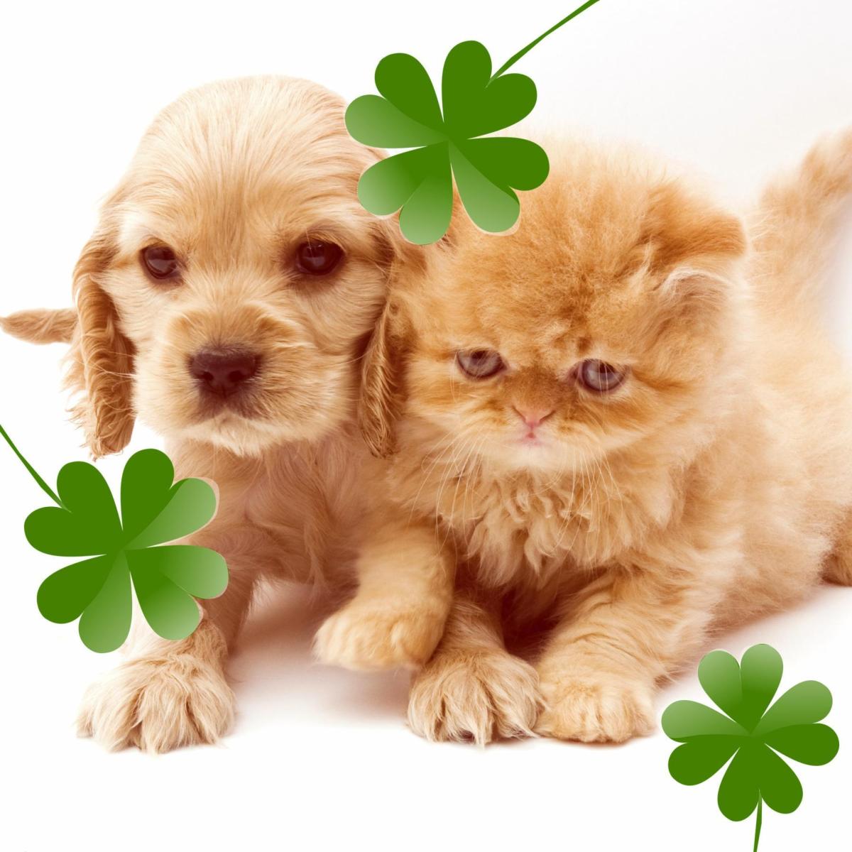 150 nomes irlandeses para cachorros e gatos