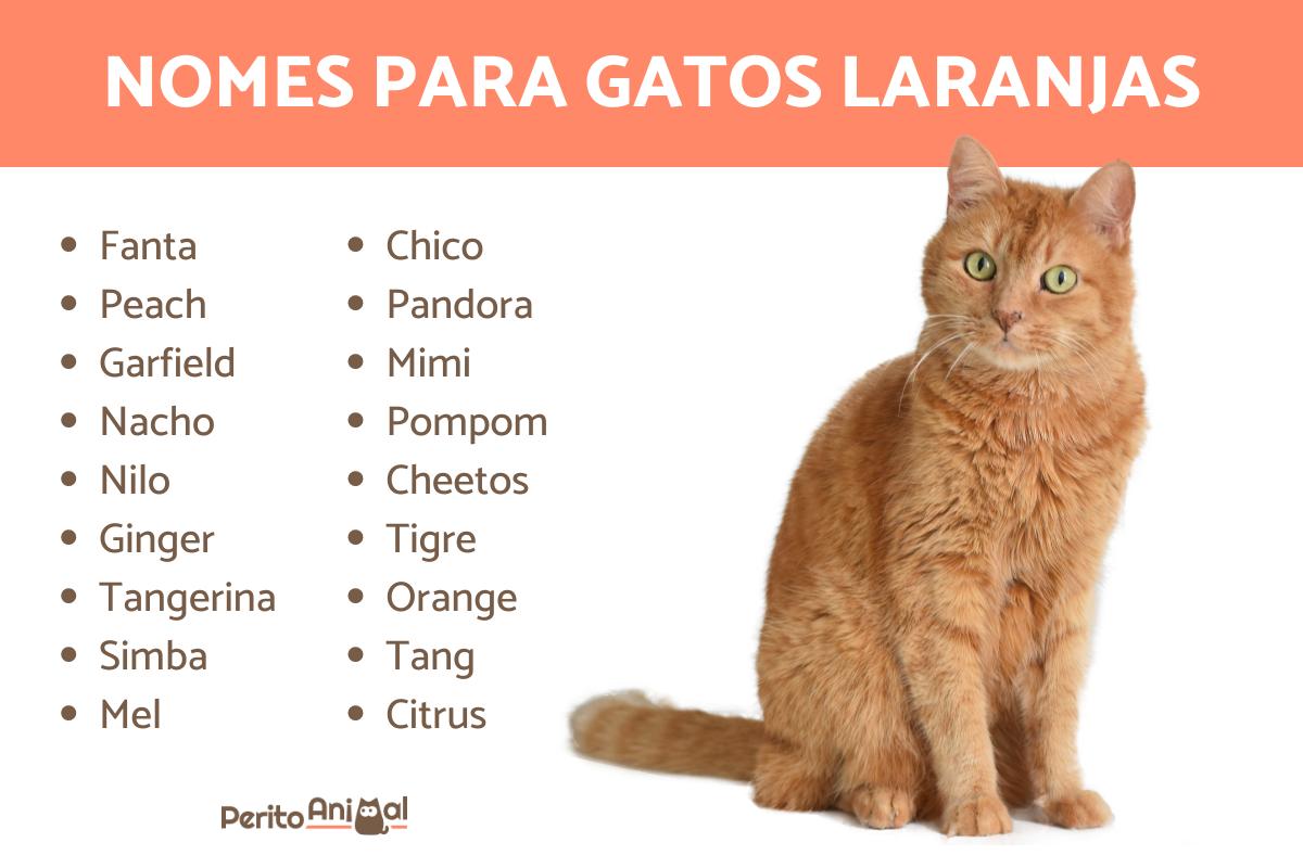 Nomes para gatos laranjas