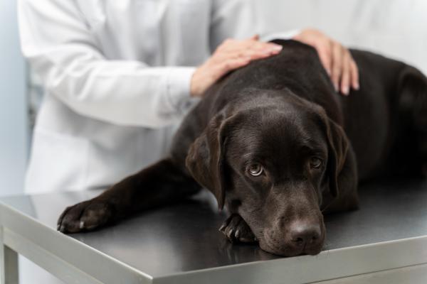 Prediderm para cachorro - Para que serve, como usar e efeitos colaterais - Qual a dose recomendada de Prediderm para pets?