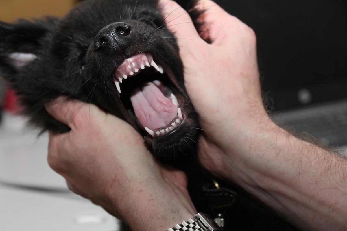 Cachorro tem dente de leite?