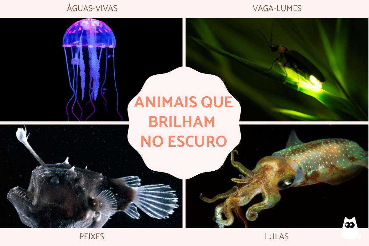 Animais bioluminescentes: características e exemplos