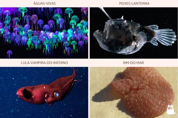 Animais bioluminescentes: características e exemplos - Animais bioluminescentes marinhos