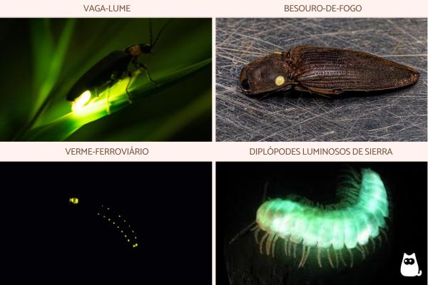 Animais bioluminescentes: características e exemplos - Animais bioluminescentes terrestres