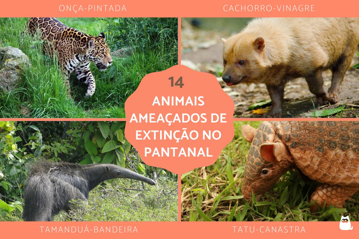 Animais em extinção no Pantanal
