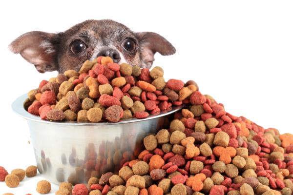 Ração com corante faz mal para cães e gatos? - Como saber se a ração tem corante?