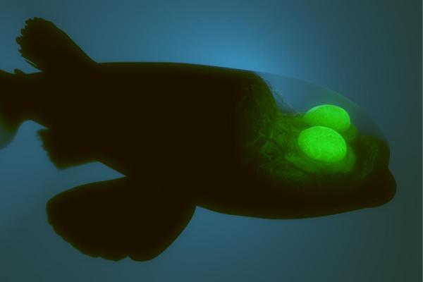 Animais bioluminescentes: características e exemplos - O que é bioluminescência em animais?