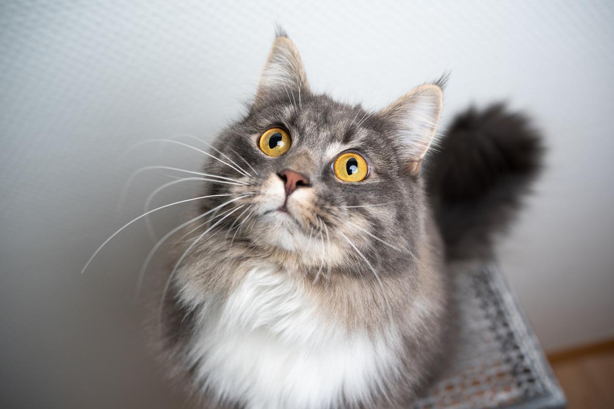 Por que meu gato fica olhando para o nada?