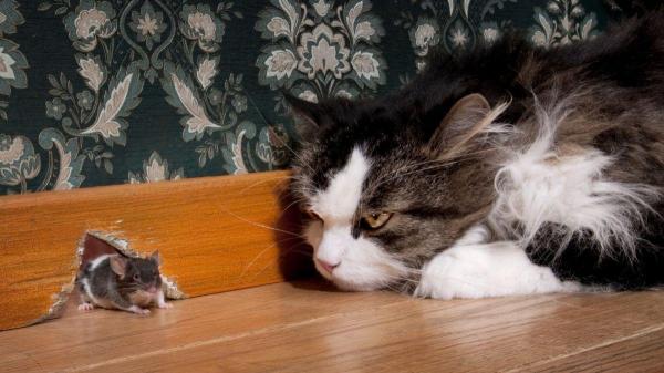 Gatos comem ratos: mito ou verdade? - Experiência demonstra que gatos não comem ratos