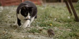 Gatos comem ratos: mito ou verdade?