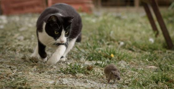 Gatos comem ratos: mito ou verdade?