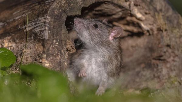 Gatos comem ratos: mito ou verdade? - O “efeito invisibilidade”: por que acreditamos que os gatos caçam ratos