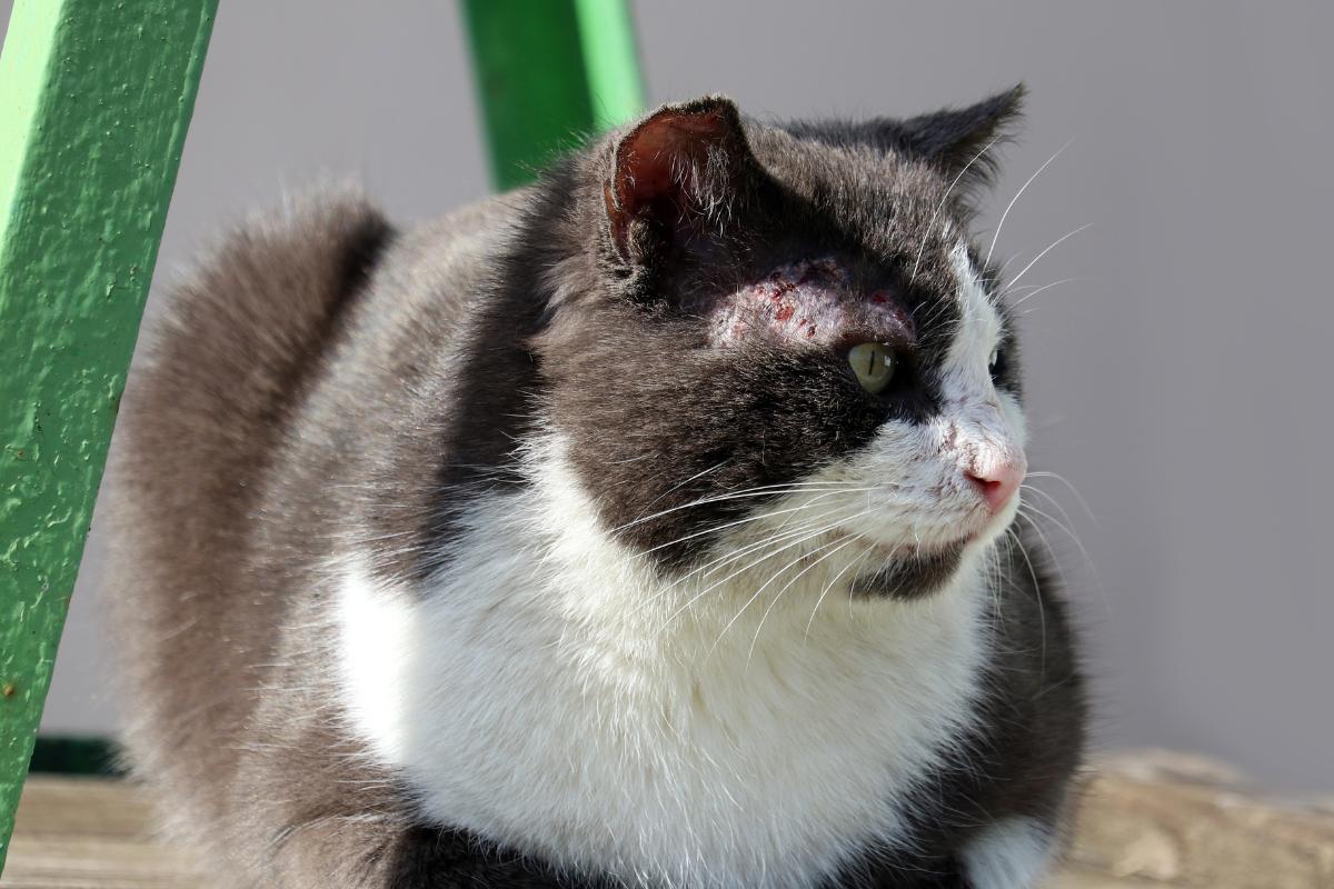 Sarna sarcóptica em gatos - Causas e tratamento