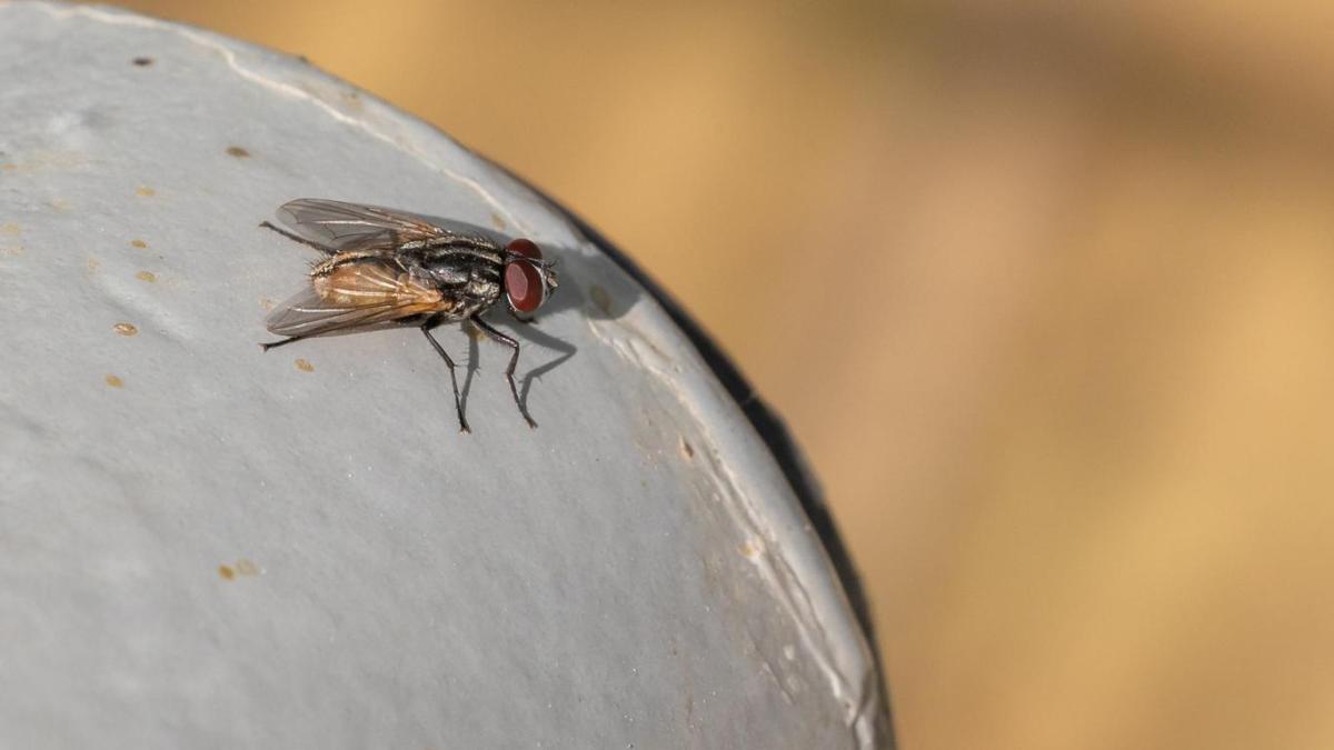 O que as moscas comem?