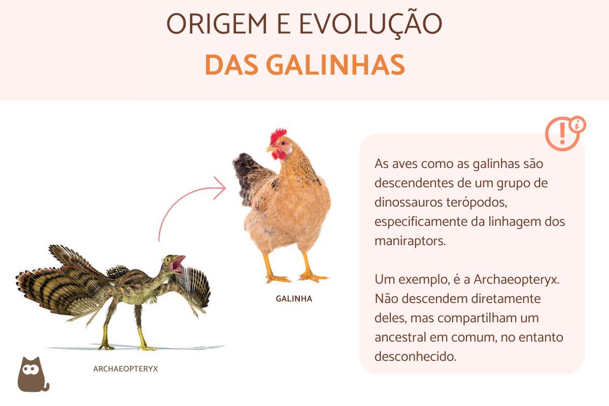 Quem veio primeiro? Origem e evolução da galinha