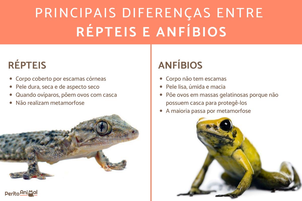 Diferenças entre répteis e anfíbios