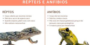 Diferenças entre répteis e anfíbios