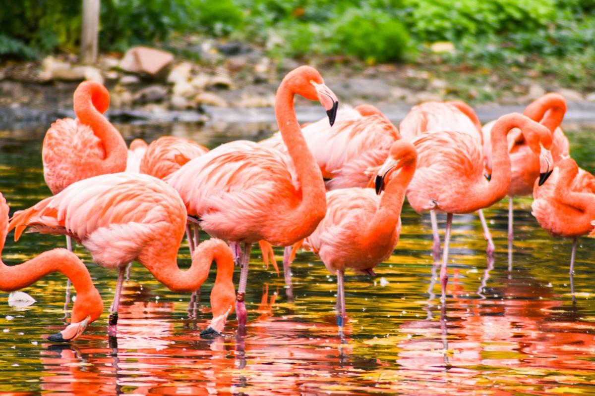 Onde vivem os flamingos?