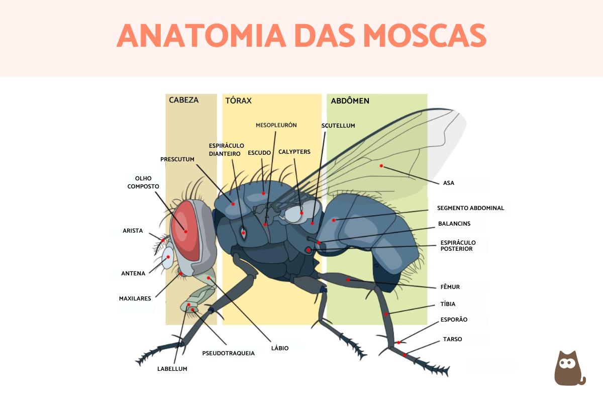 Como é o corpo de uma mosca?