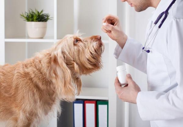 Tipos de vermes de cachorro - Sintomas e tratamentos - Tratamento para os diferentes tipos de vermes de cachorro