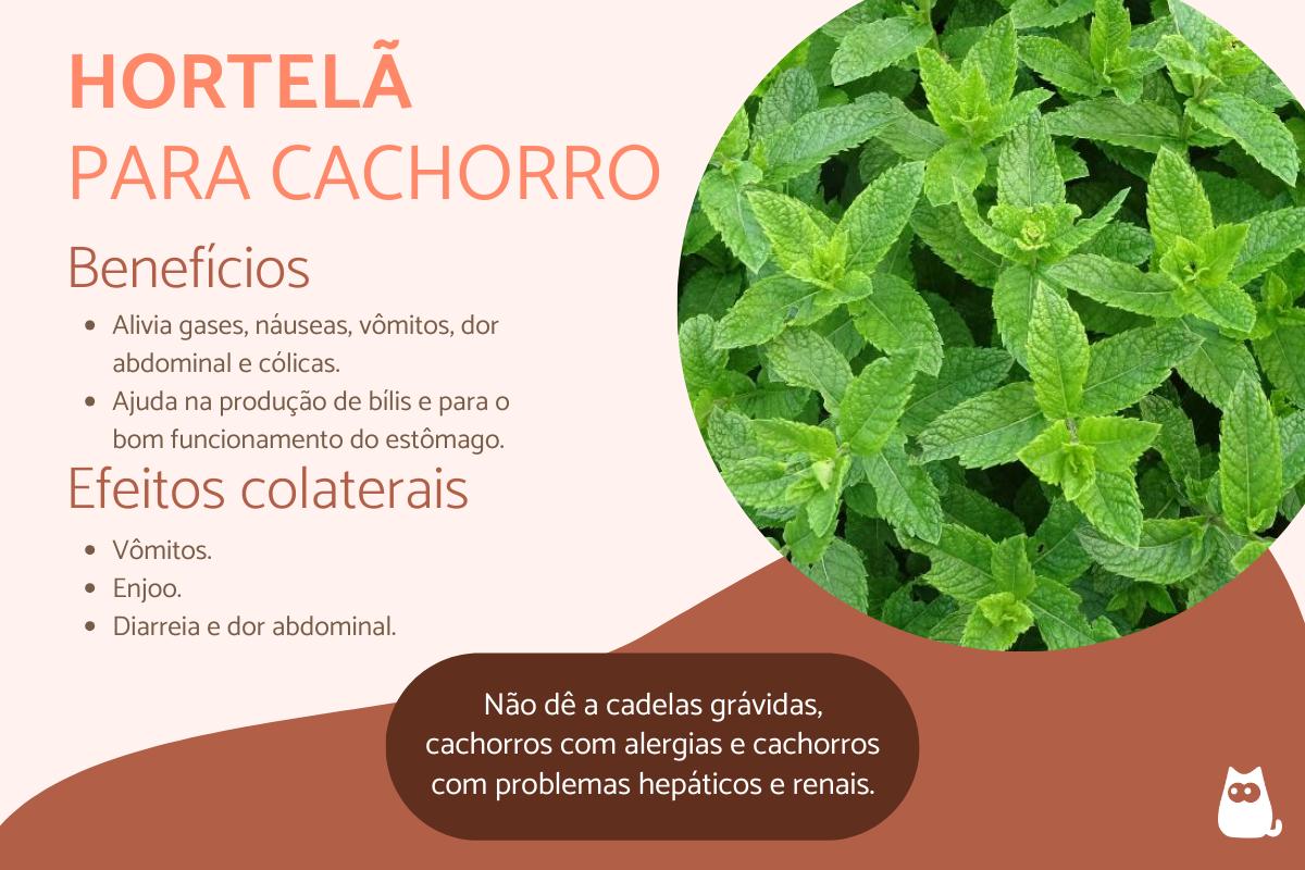 Cachorro pode comer hortelã?