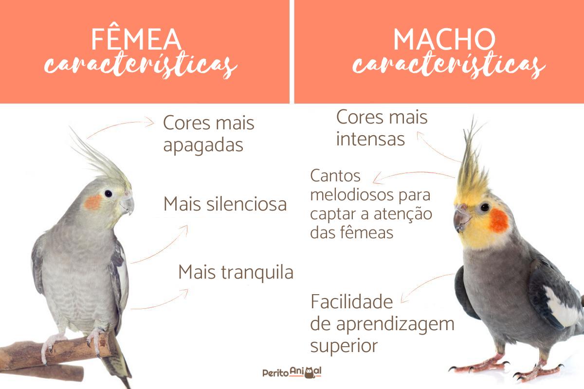 Calopsita macho ou fêmea - Qual é melhor e diferenças